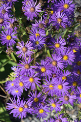 Wall Mural - Purple flowers in the garden