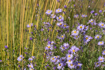 Wall Mural - Purple flowers and reed at a pond in the park