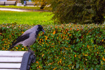 Crow close-up on a background of green foliage