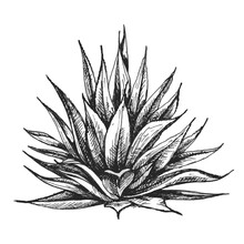 Cactus Blue Agave. Vector Vintage Hatching Illustration. Isolated On White
