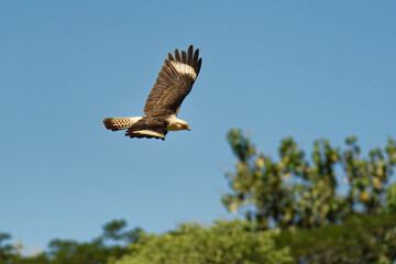Wall Mural - yellow-headed caracara - milvago chimachima is a bird of prey in the family falconidae. it is found 