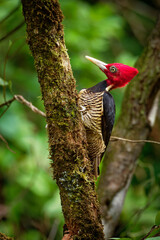 Wall Mural - Pale-billed woodpecker - Campephilus guatemalensis  is a very large woodpecker that is a resident breeding bird from northern Mexico to western Panama