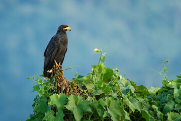 Wall Mural - Common Black Hawk - Buteogallus anthracinus  a big dark bird of prey in the family Accipitridae, formerly Cuban black-hawk (Buteogallus gundlachii) as a subspecies, sitting on the tree, flying
