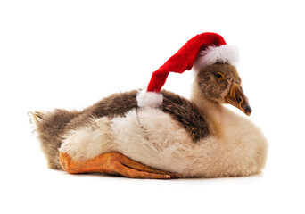 Poster - Goose in a Christmas hat.