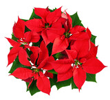 Fototapeta Kwiaty - Poinsettia, Christmas flower in pot, isolated on white background, clipping path, full depth of field
