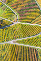 Wall Mural - Vineyards wine autumn fall season nature aerial photo view portrait format