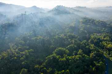 Aerial view of forest at Borneo Jungle / Borneo Rainforest 