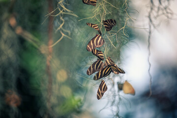butterfly on a branch