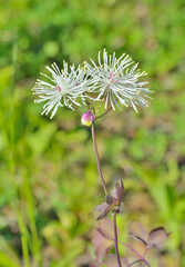 Wall Mural - Flowers (Thalictrum filamentosum)