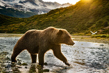Grizzly Walks Up River In Search Of Salmon