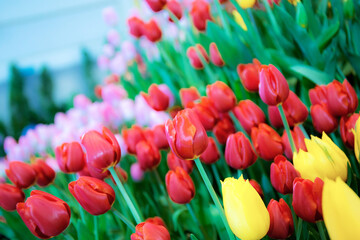 Wall Mural - Colorful of tulips in garden.