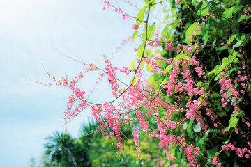 Wall Mural - Pink flowers blooming in winter.