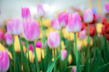 Wall Mural - Pink of tulips with colorful.
