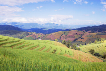 Wall Mural - Rice fields on hill with sky.