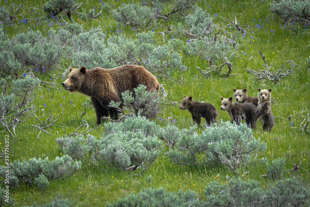 Grizzly mom and cubs - the famous 399 Stock Photo | Adobe Stock