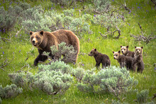 Grizzly Mother And Cubs (#399)