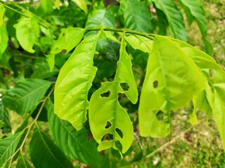 A green leaves in bad condition