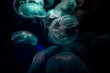 © Lowpower - The blur is used for the background of the abstract image, many white jellyfish are swimming with swaying, gentleness and softness, pastel tones in the dark.