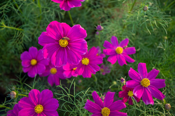 Wall Mural - flower pink garden bee pollen 