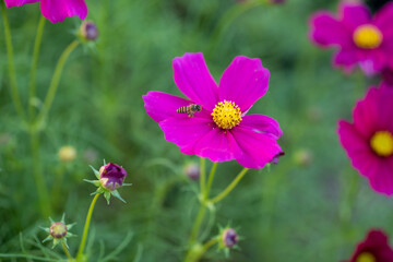 Wall Mural - flower pink garden bee pollen 