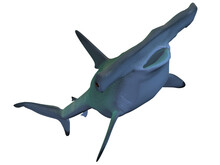 3d Render Of A Hammerhead Shark