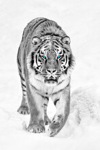 Tiger In A Snow On Winter Background