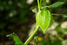 A Green Cape Gooseberry