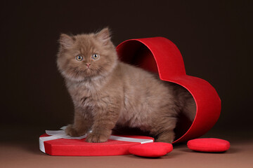 Little fluffy kitten in a gift box