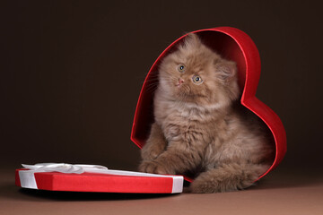 Little fluffy kitten in a gift box