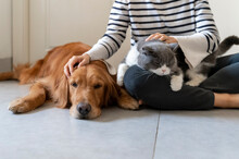 Golden Retriever And British Shorthair Accompany Their Owner
