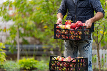 Wall Mural - Farmer man or gardener picking box of fresh organic apples. Basket with red apples in hands at sunset field garden. Farmer with fruit . Agriculture concept.