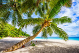 palm tree on tropical beach anse georgette in paradise on praslin, seychelles