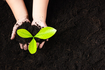 Wall Mural - Top view of child hand planting young tree seedling on black soil at the garden, Concept of global pollution, Save Earth day and Hand Environment conservation