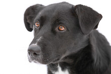 A Cute Portrait Of Large Black Dog With Sad Brown Eyes  Is On The Isolated White Background. Concept Of Pets Day.
