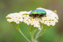 Rose Chafer Beetle - Cetonia Aurata, Beautiful Metallic Beetle From European Meadows, Stramberk, Czech Republic.