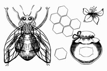 Propolis. Bee Honey Honeycomb Linden Flower Vector Illustration. Hand-drawn Graphics