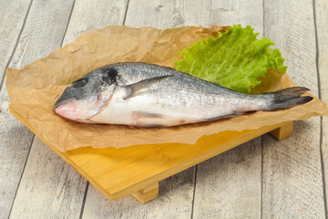 Raw Dorada fish  for cooking