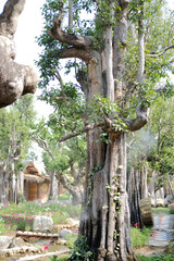 Wall Mural - big tree trunk in flower garden