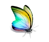 Fototapeta Motyle - Color butterfly , isolated on the white