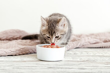 Tabby Kitten Eating Food From White Bowl On Wooden Floor. Baby Cat Eat Junior Food. Portrait Of Kitten While Eating