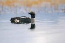 The Black-throated Loon (Gavia Arctica)