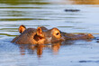 © Lars Johansson - Close-up of an African Hippopotamus in a river