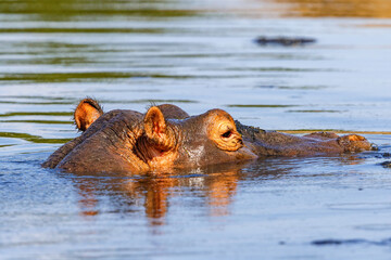 Sticker - Close-up of an African Hippopotamus in a river