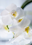 Fototapeta Storczyk - white orchid flowers close up, upright position