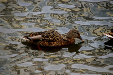 Sticker - duck on the lake