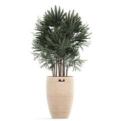 raphis palm in rattan basket