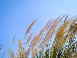 Wall Mural - Growing Ravenna Grass - Saccharum ravennae - ornamental grass on blue background