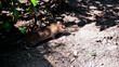 Szczur wędrowny (Rattus norvegicus) zamieszkuje w sąsiedztwie ludzi