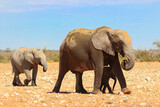 Fototapeta Natura - Elephant with baby in Etosha national park Namibia