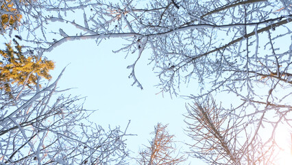 Poster - Fosty winter landscape in snowy forest, winter background